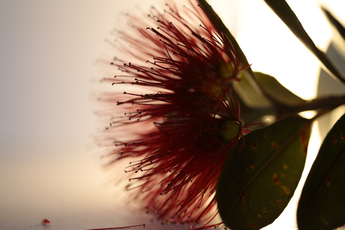 Pohutukawa flower